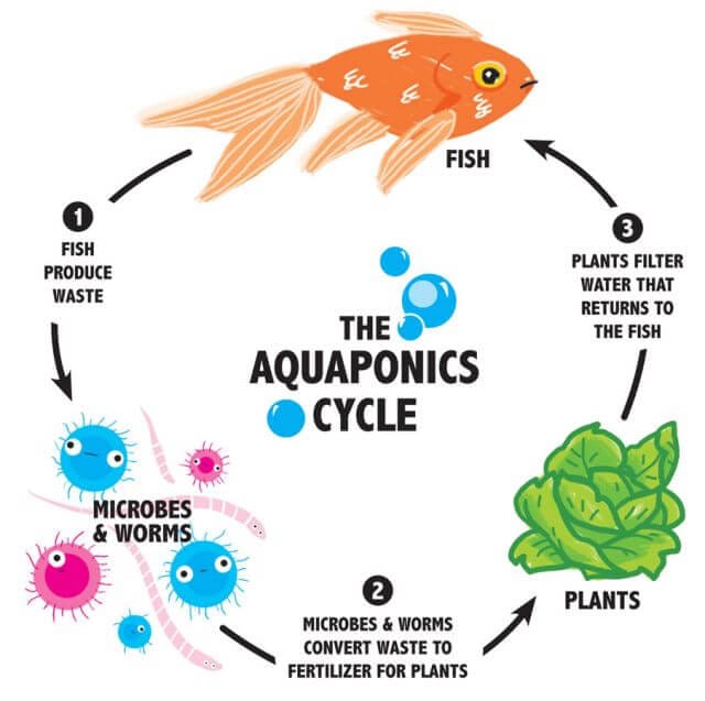 the-aquaponics-cycle