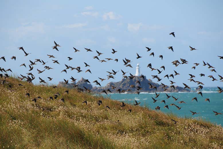 Meadow pipits, here near a lighthouse in the Channel Islands, are in decline Alan Lagadu/Getty Images Read more: https://www.newscientist.com/article/2226898-young-people-cant-remember-how-much-more-wildlife-there-used-to-be/#ixzz6obu1nry8